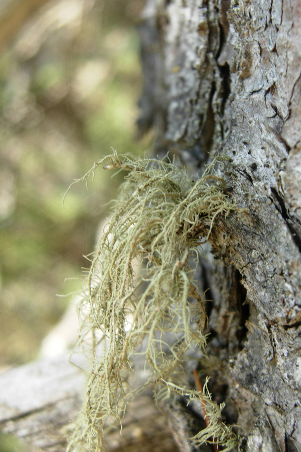 Licheni dalla Vallesinella